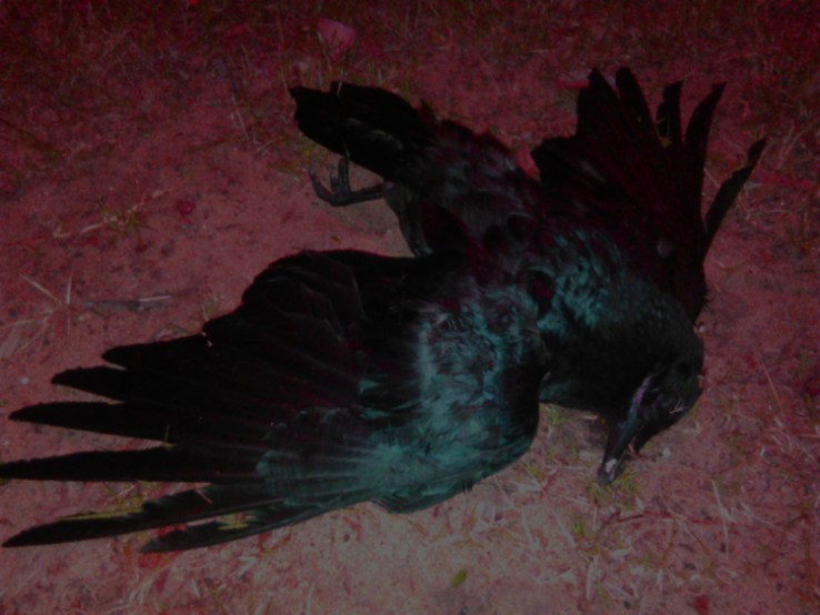 crow2.jpg